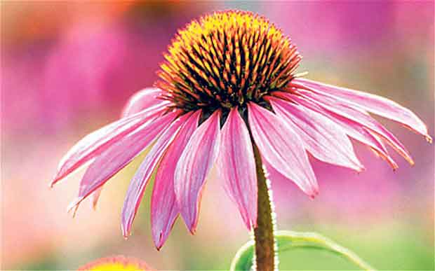 Equinácea (Echinacea)